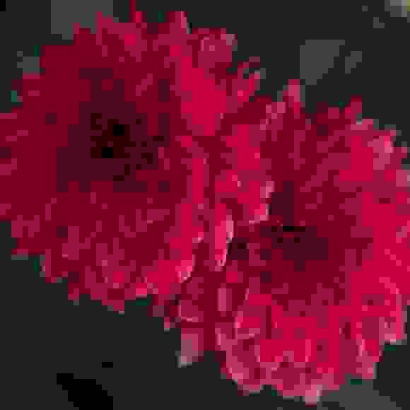 Dahlias